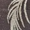 Szőnyeg Plutus 0,6/1,1 1020 0424,5
