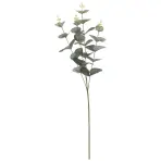 Eukaliptus 65cm