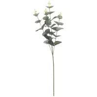 Eukaliptusz 70 cm