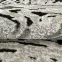 Szőnyeg Levizze 1,6/2,3 LVZ NA944 LVT44,6