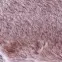 Szőnyeg Bella Rabbit Fur 0,8/1,5 15 púderrózsaszín,6