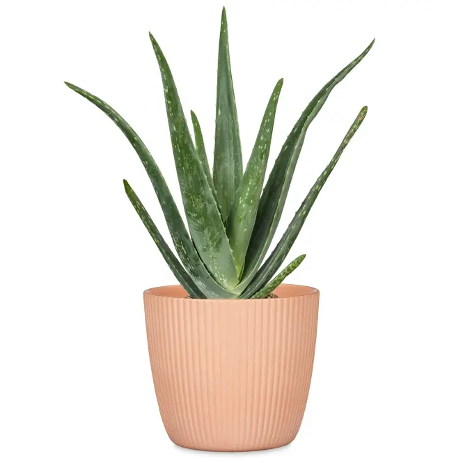 Virágcserép Aura Peach 842/14