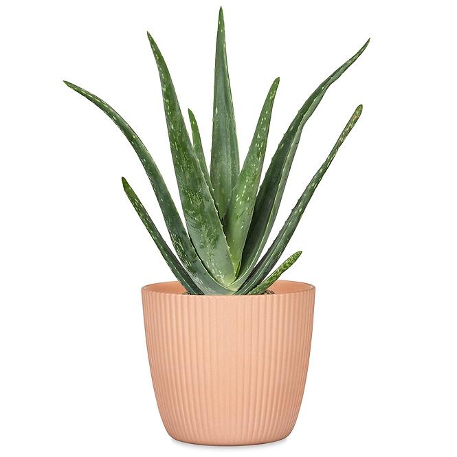 Virágcserép Aura Peach 842/16,2