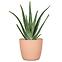 Virágcserép Aura Peach 842/16,2
