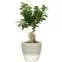 Virágcserép Matcha cream 950/16,2