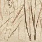 Csempe Dekoratív Beelitz Grass A 119,8/59,8