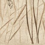 Csempe Dekoratív Beelitz Grass A 119,8/59,8