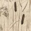 Csempe Dekoratív Beelitz Grass B 119,8/59,8