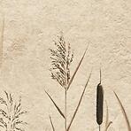 Csempe Dekoratív Beelitz Grass C 119,8/59,8
