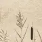 Csempe Dekoratív Beelitz Grass C 119,8/59,8