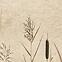 Csempe Dekoratív Beelitz Grass C 119,8/59,8