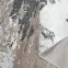 Szőnyeg Phoenix 2,0/3,0 6092 122,23