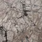 Szőnyeg Phoenix 1,2/1,7 6077 0122 1,14
