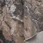 Szőnyeg Phoenix 1,2/1,7 6073 0134 1,15
