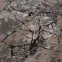 Szőnyeg Phoenix 0,8/1,5 6074 0144 1,15