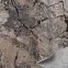 Szőnyeg Phoenix 2,0/3,0 6074 0144 1,16