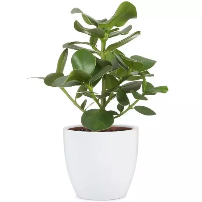 Scheurich ovális kerámia virágcserép 920, ø25cm, fehér,2