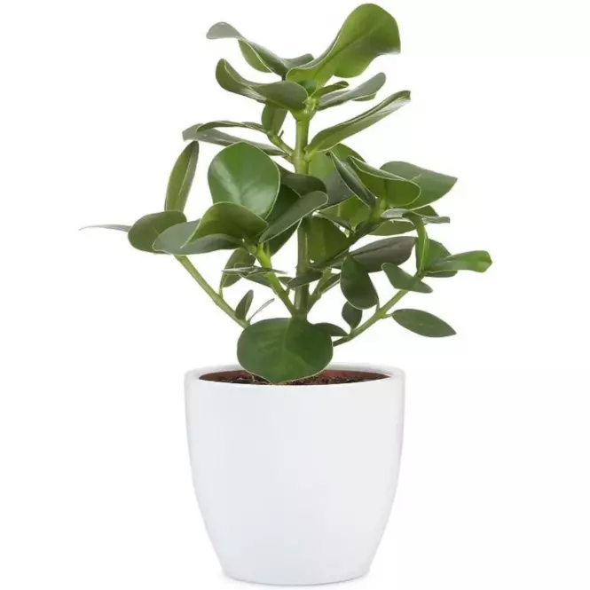 Scheurich ovális virágcserép 920, ø11cm, fehér,2