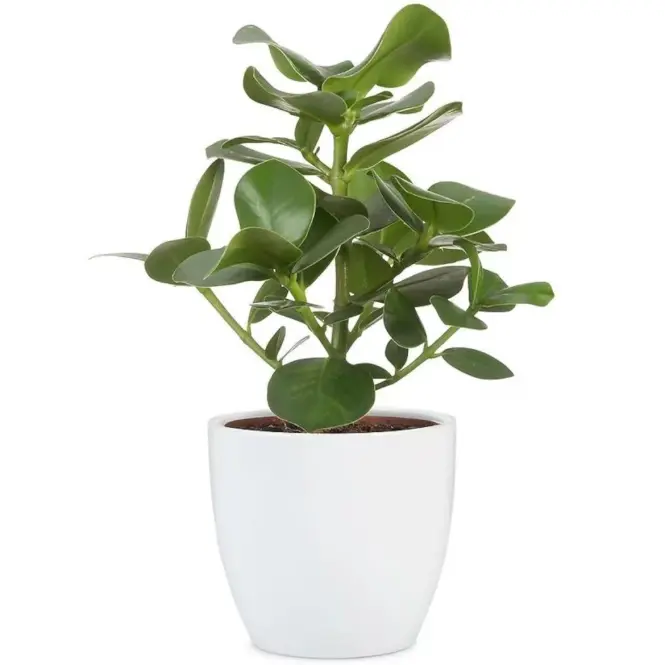 Ovális kerámia virágcserép Scheurich 920, ø19cm, fehér,2