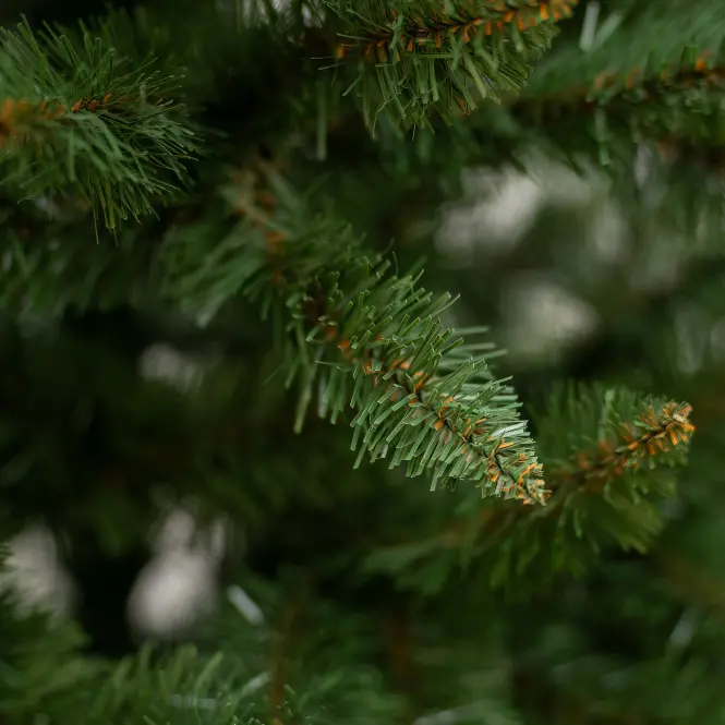 Karácsonyfa, lucfenyő lux 220 cm.