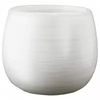 Csésze Bona White