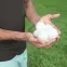 Medenceszűrő labdák 0,5 kg,4