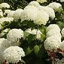 Hydrangea arborescens Annabelle
