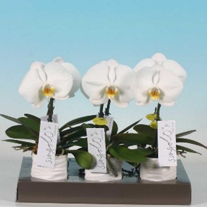 Phalaenopsis singolo v keramice