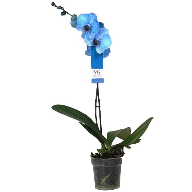 Phalaenopsis jednovýh Royal Blue