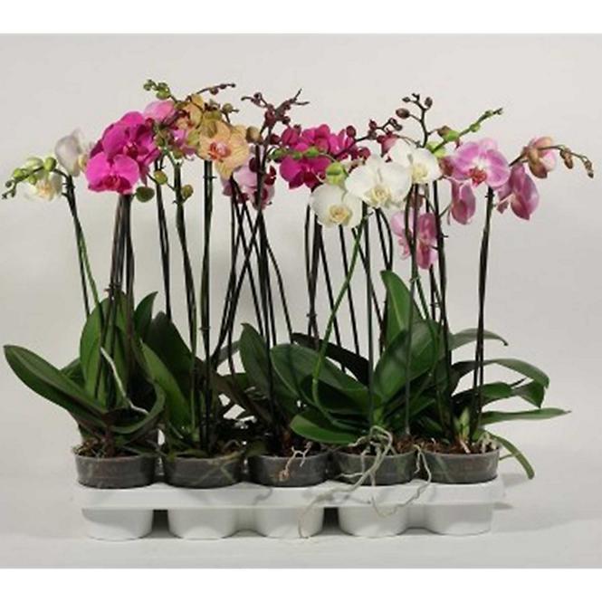 Phalaenopsis dvouvýh mix