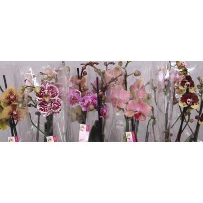 Phalaenopsis 3 výhony pruh/tec