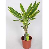 Dracaena fr. Gold Coast 15cm km 11/50