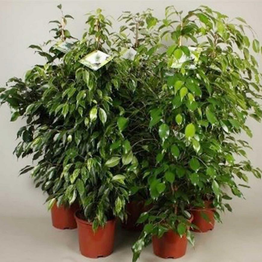 Ficus mix 21/120