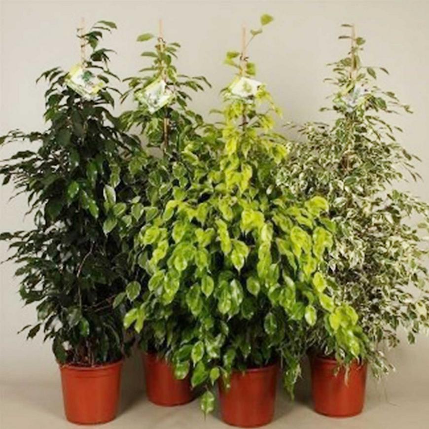 Ficus mix 24/140