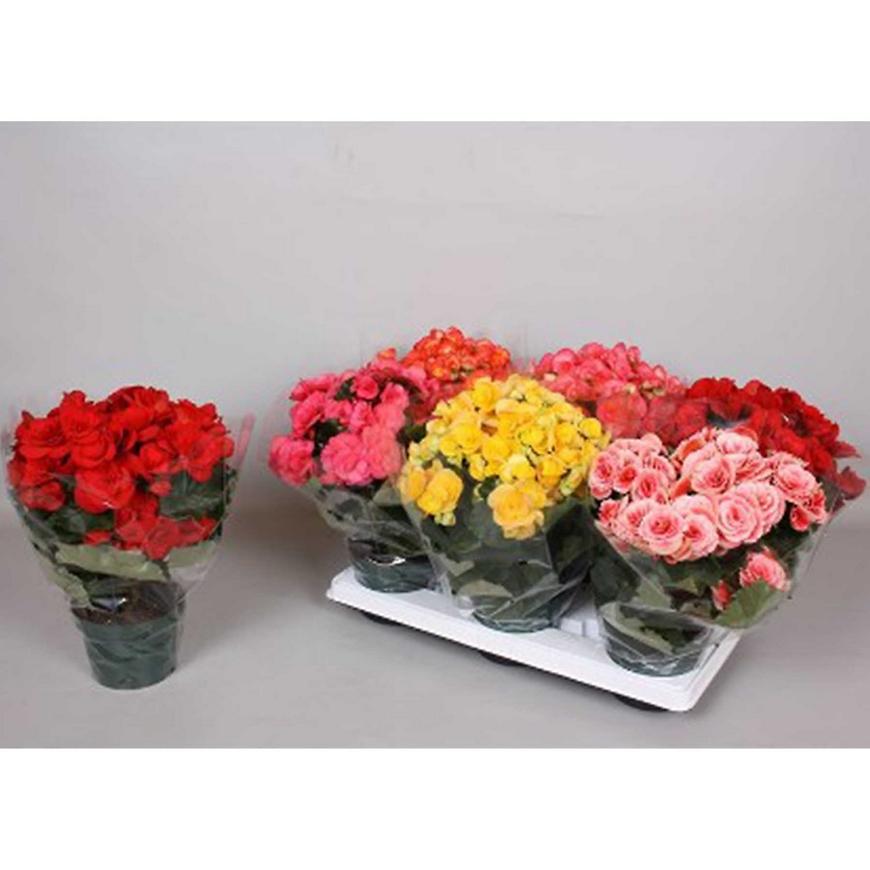 Begonia elatior mixed colours 13/35