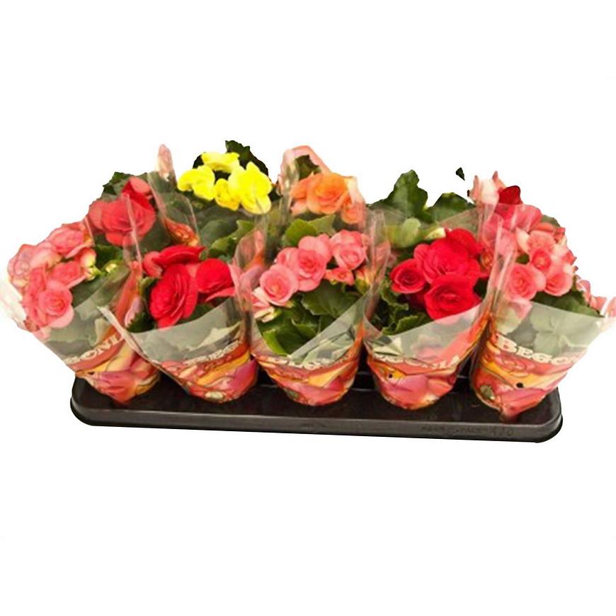 Begonia elatior mix 9/20