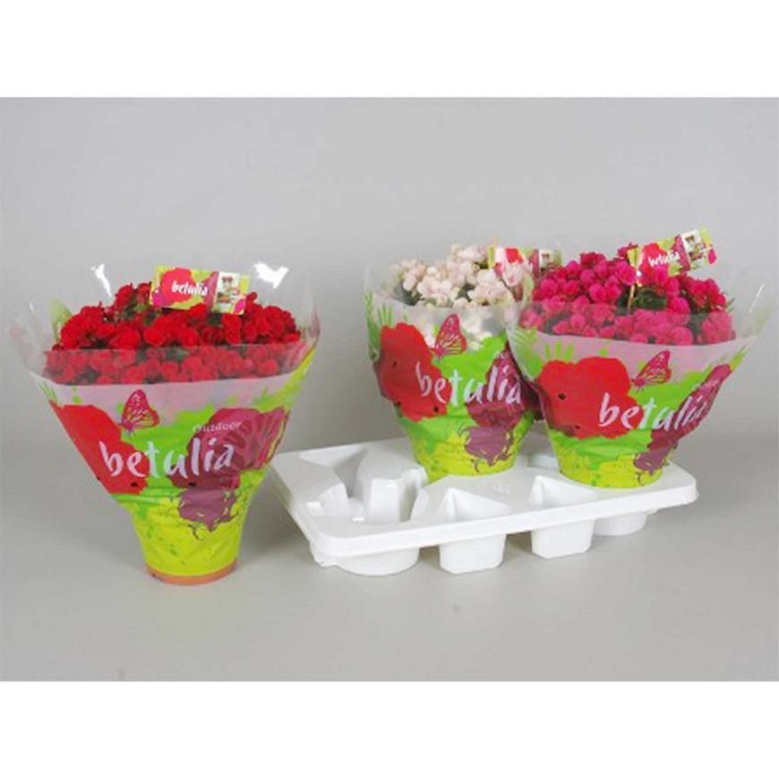 Begonia elatior Betulia