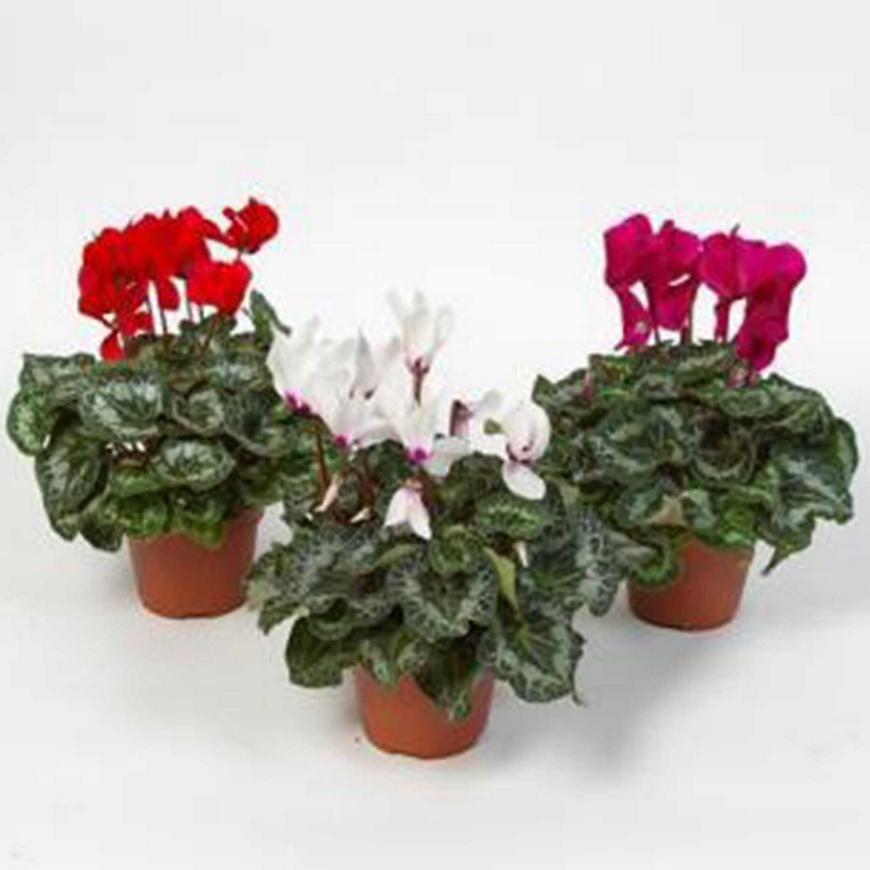 Cyclamen mix 25-30