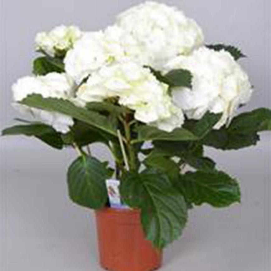 Hydrangea 5-6 bílý