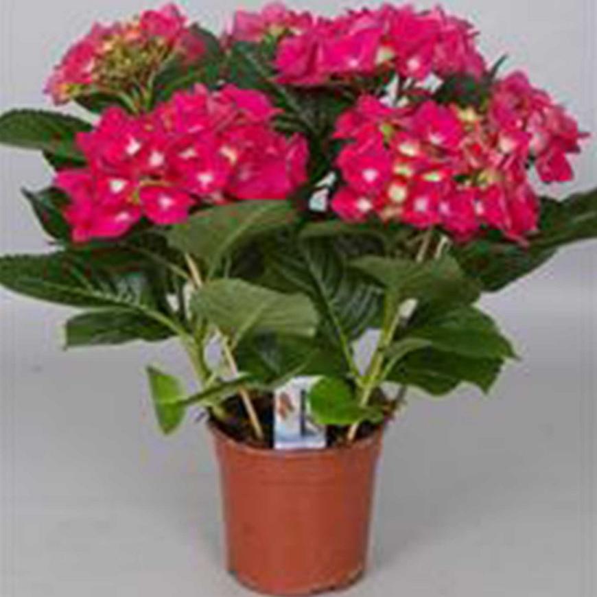 Hydrangea 5-6 cervený