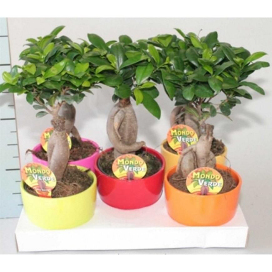 Ficus Retusa in ceramic