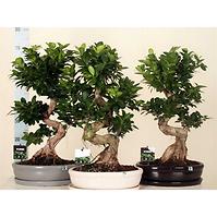 Ficus Bonsai Ginseng in ceramic