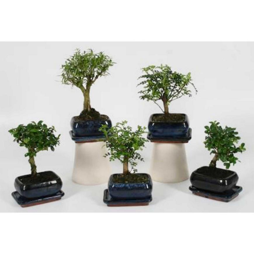 Bonsai 10cm s podmisko 10/15