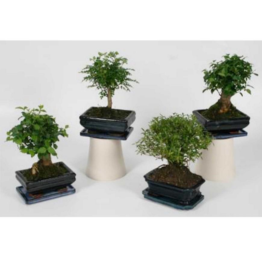 Bonsai 15 cm s podmisko 15/20