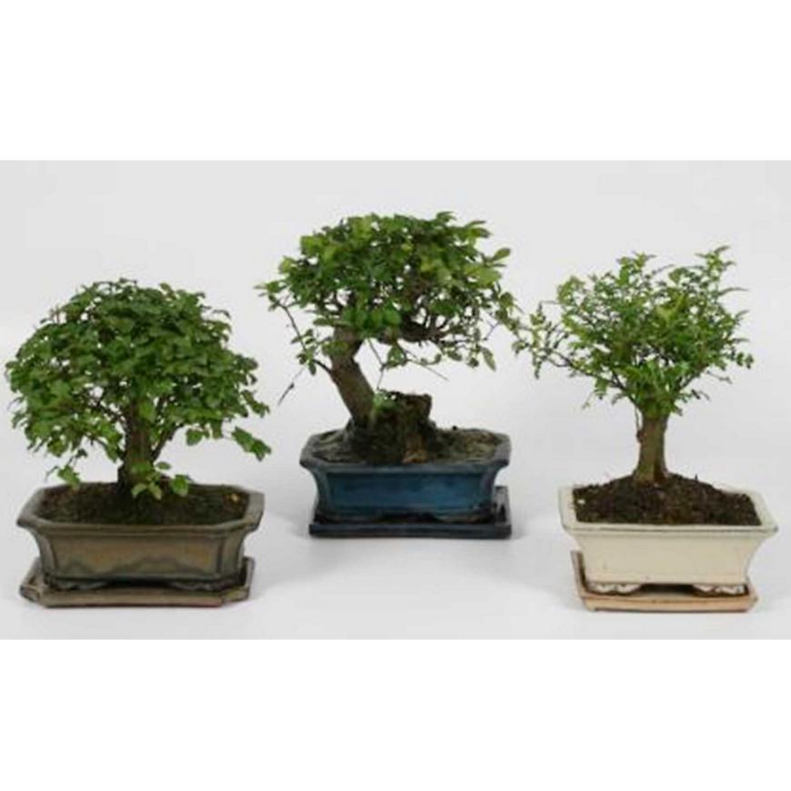 Bonsai 20 cm s podmisko 20/30