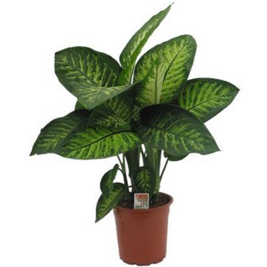 Dieffenbachia Tropic Snow 24/90