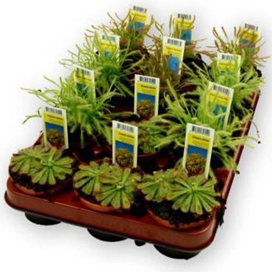 Drosera mix masozravé 9/10