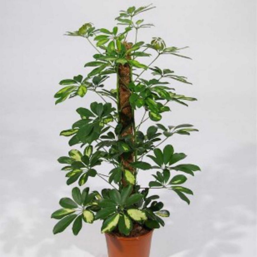 Schefflera ar Gold Capella mechtyc 19/80