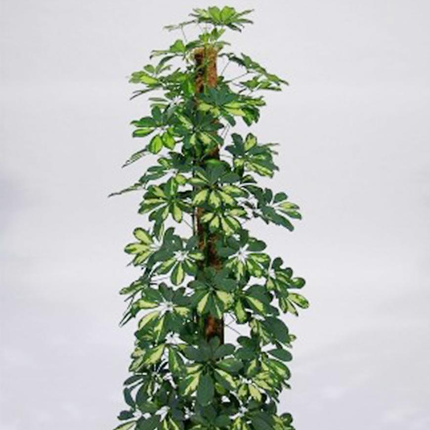 Schefflera Ar Gold Capella Mechtyc 27/150