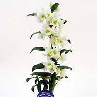 Dendrobium Nobile fehér 1 12 /55